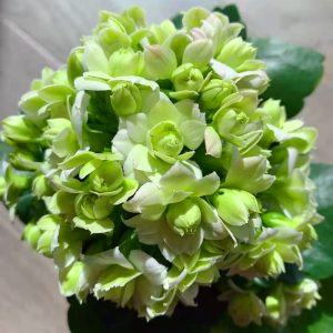 绿巴黎 稀有品种长寿花重瓣带花苞