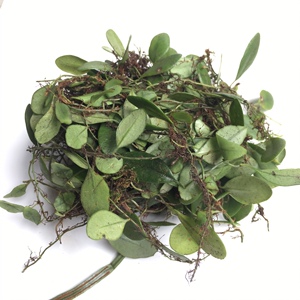 抱石莲 新鲜伏石蕨清凉石洛藤 清fei热去咳炖猪小肠中草药 石瓜子