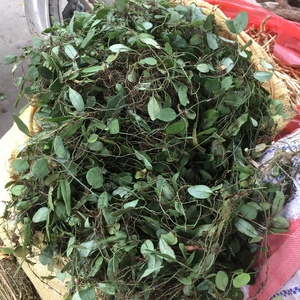 野生新鲜伏石蕨清凉石洛藤客家去咳炖猪小肠中草药石瓜子煲汤材料