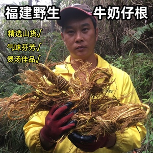 福建牛奶根