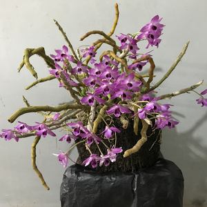 麝香石斛紫皮铜皮美丽檀香玫瑰鸟舌兰蜻蜓尖刀唇室内外稀有兜唇