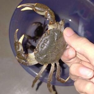 野生山螃蟹土螃蟹宠物接骨补钙活体药用观赏山溪蟹食用螃蟹鲜活蟹