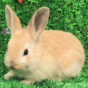 兔子活物家养小兔子活体熊猫兔子一对幼崽小白兔宠物兔健康好养活