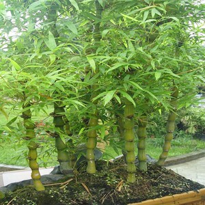 0026人付款淘宝竹子苗 慈孝竹苗孝顺竹 凤尾竹苗米竹苗罗汉竹佛肚竹