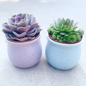 紫气东来多肉植物盆栽室内绿植花卉客厅桌面好养植物观音莲