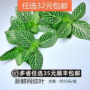 新鲜网纹草网纹叶 酒店西餐冷菜摆盘装饰蛋糕点缀花草 约15朵50片