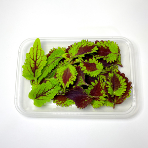 彩叶草新鲜 1盒30片 五彩苏 酒店西餐冷菜摆盘点缀装饰花草叶