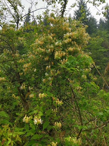 tb051984937896淘宝耐寒植物野生金银花苗盆栽地栽爬藤常青四季花卉