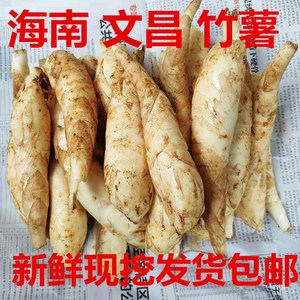 海南新鲜竹薯冬薯农家竹芋苓薯竹根薯煲汤食材现挖发货全国包邮