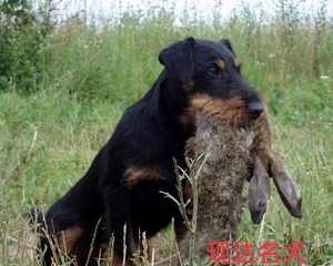 【德国猎梗犬幼犬】德国猎梗犬幼犬品牌,价格 - 阿里巴巴