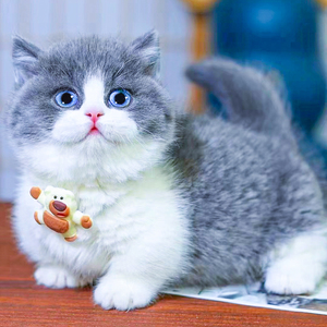 矮脚猫曼基康英短蓝白可爱短腿猫包子脸猫咪活物曼康基宠物猫活体