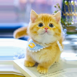 曼基康矮脚猫幼猫活体短腿猫咪活物橘猫幼崽包子脸小奶猫血统猫舍