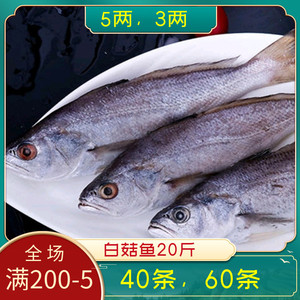白菇鱼20斤冷冻海鲜水产新鲜白姑鱼黄姑鱼40条食堂快餐食材商用