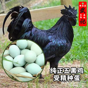 五黑一绿鸡种蛋可孵化柴笨黑凤土斗泰和乌骨鸡受精蛋包邮