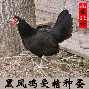 黑凤鸡