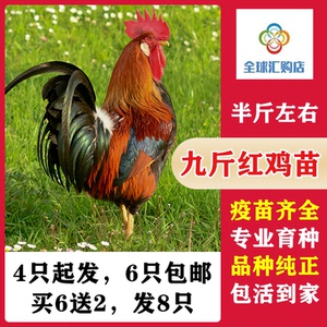 鲜活半斤红玉九斤红大公鸡九斤黄活体苗半大脱温小鸡仔走地麻土鸡