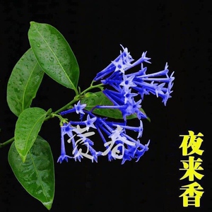 夜来香盆栽驱蚊香草植物