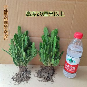 千手观音盆栽植物室内阳台绿植花卉防辐射仙人掌类千佛手多肉植物