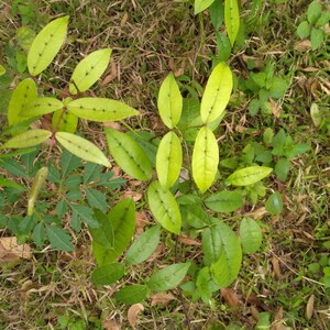 200人付款淘宝广西正宗扦插两面针入地金牛上下山虎双面刺营养袋树苗