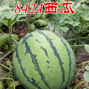 庆红甜冠西瓜种子图片