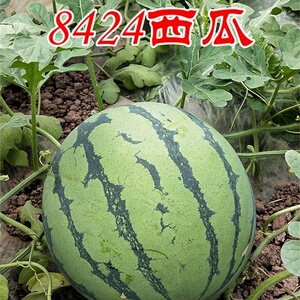 8424西瓜种子甜王红玉美都2k彩虹黑皮红瓤 黑皮黄瓤西瓜种西瓜苗