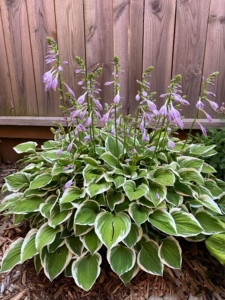 耐寒耐阴金边玉簪宿根草本花卉室外庭院地盆栽花境植物