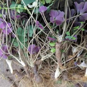 天葵紫背天葵雷丸草夏无踪小乌头老鼠屎草野生中药材包邮