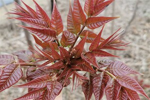 香椿春天可食用春菜香椿铃香铃子天然野生树苗包邮