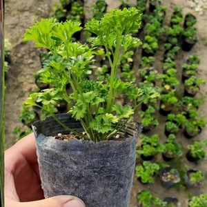 欧芹盆栽盆栽苗皱平西餐点缀料理新鲜食材餐桌上的美味叶叶芹芹芹