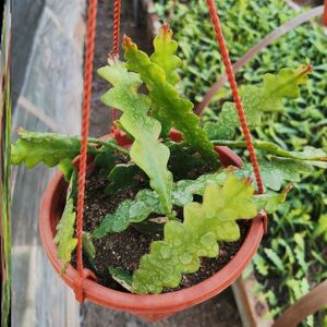 鱼骨令箭令箭荷花锯齿状仙人球进口昙花开花漂亮多肉植物好养包邮