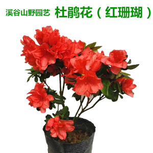 绿色光辉稀有名贵西洋比利时红珊瑚杜鹃花绿花绿色杜鹃花卉阳台