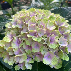 大花绣球花 新品魔幻紫水晶小苗盆栽包对版samsung养花匠