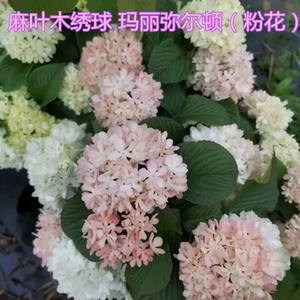 麻叶木绣球日本粉团荚蒾粉精灵粉花玛丽弥尔顿 大手球 玛丽莎耐寒
