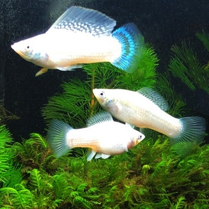 【逞虎】胎生鱼白雪公主高帆银玛丽高鳍银玛丽大帆银玛丽活体观赏