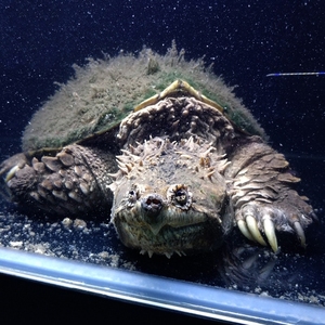 宠物及园艺 水族世界 观赏龟,鳖 鳄龟苗纯佛