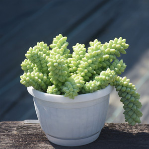 钱多多 盆栽钱串 多肉植物大颗老桩钱串子多肉含盆