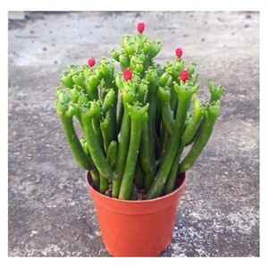 发财棍旺宅风水多肉植物室内盆栽招财手掌桌面小盆栽兔耳朵仙人掌