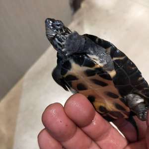 黑颈杂交龟杂交系列杂一代杂二代杂三代纯种黑颈乌龟