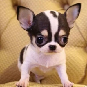 茶杯体吉娃娃小鹿犬铁包金黄色黑色小体纯种健康幼犬小狗血统