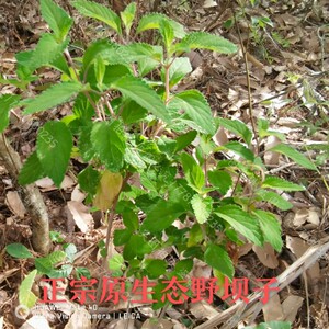 野坝子凉茶云南特产清火解暑茶纯天然中草药材清香型凉茶