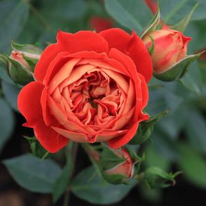 金鸿卡门由美子月季小花藤月庭院露台爬藤月季