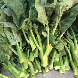 广东潮汕果蔬新鲜蔬菜现摘现发小芥兰大芥蓝芥兰农家蔬菜现摘现发