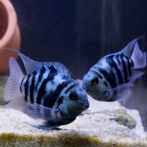 迷你鹦鹉鱼鱼台鱼白台湾观赏淡水宝蓝小型热带鱼鱼苗球体蓝宝活体