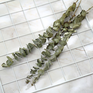 尤加利干花干叶子ins网络拍图搭配道具服装包包拍摄道具摆件