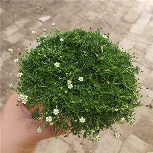 爱尔兰珍珠草 苔藓 草坪地被 耐寒耐热常绿植物 庭院花园盆栽绿色