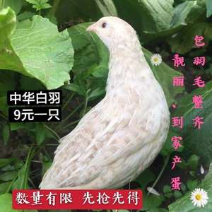 包邮包活青年8元一只中华白羽鹌鹑活物天天下蛋鹌鹑活体活鹌鹑鸟