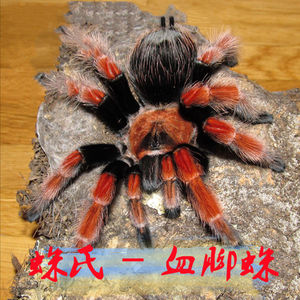 包邮墨西哥aph血脚蜘蛛 苗子公母 温顺好养新手入门 推荐宠物活物