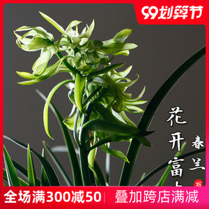 直立惠兰