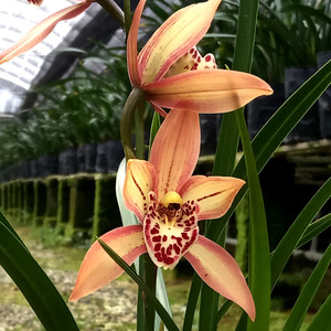 翁源兰花苗盆栽韩国桃花大花蕙兰原盆土大型花卉绿植物