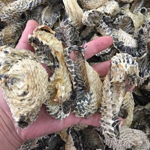 包邮深海小号刺猬鱼刺鱼皮刺龟皮 煲汤海味海鲜干货250克渔民自晒